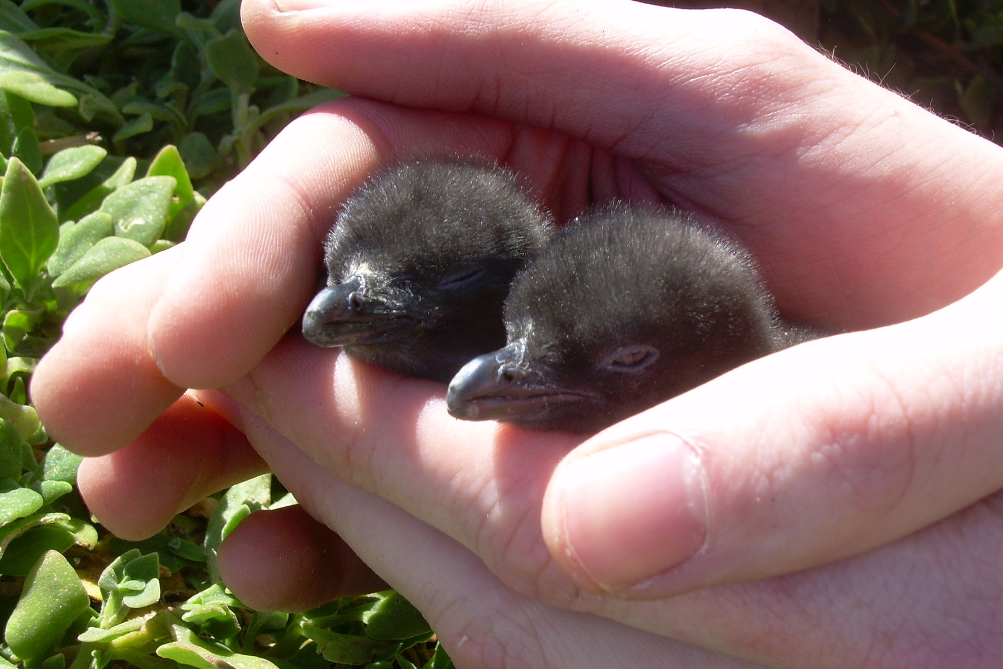 Holding Baby Little Penguins